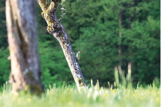 Tableau photo d'un Pic vert