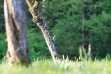 Tableau photo d'un Pic vert