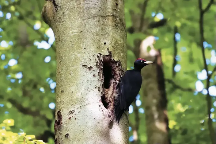 Kolkrabe auf Baumstamm – Majestätischer Waldbewohner – Fotogemälde