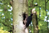 Kolkrabe auf Baumstamm – Majestätischer Waldbewohner – Fotogemälde