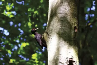 Fotogemälde eines Schwarzspechts