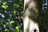 Fotogemälde eines Schwarzspechts