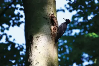 Fotogemälde eines Schwarzspechts