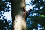 Fotogemälde eines Schwarzspechts