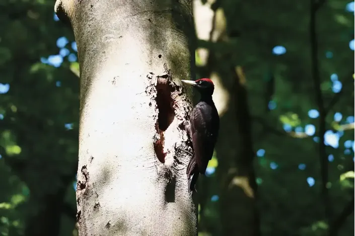 Fotogemälde eines Schwarzspechts