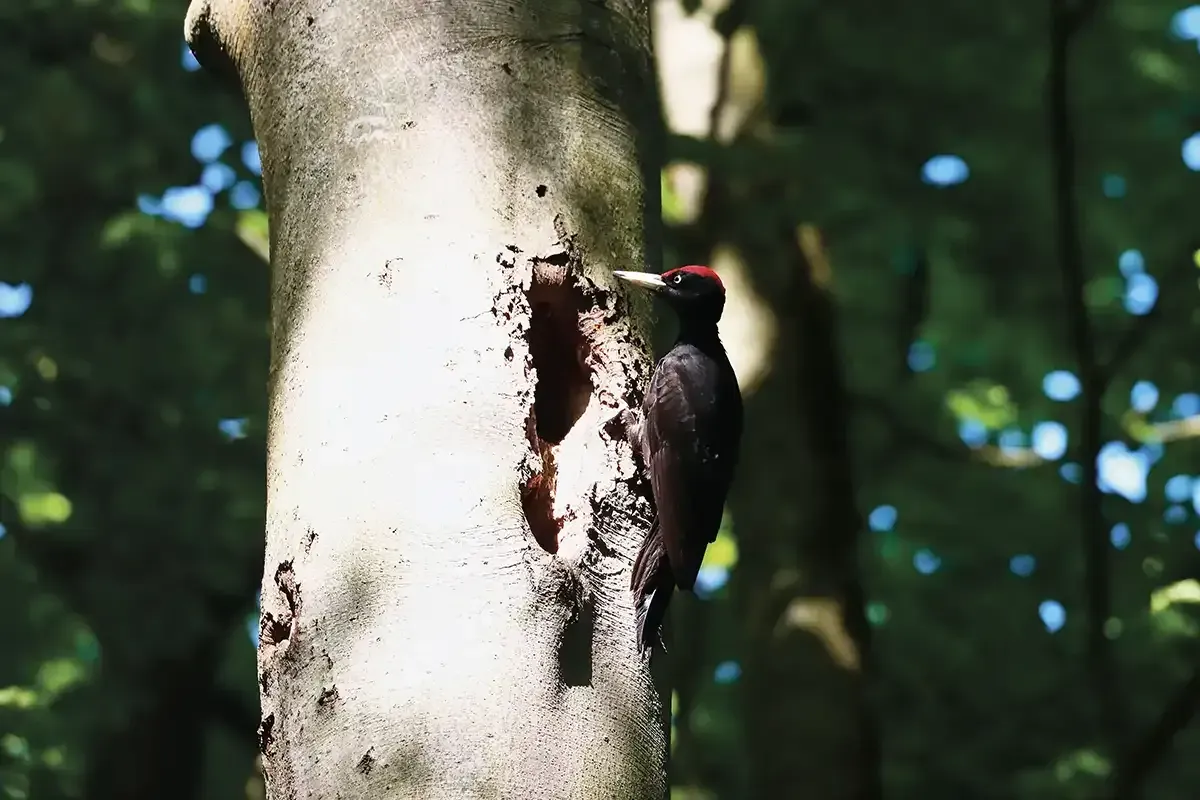 Fotogemälde eines Schwarzspechts Fotogemälde eines Schwarzspechts