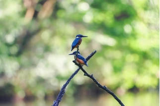 2 Martin-pêcheurs