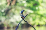 2 Martin-pêcheurs