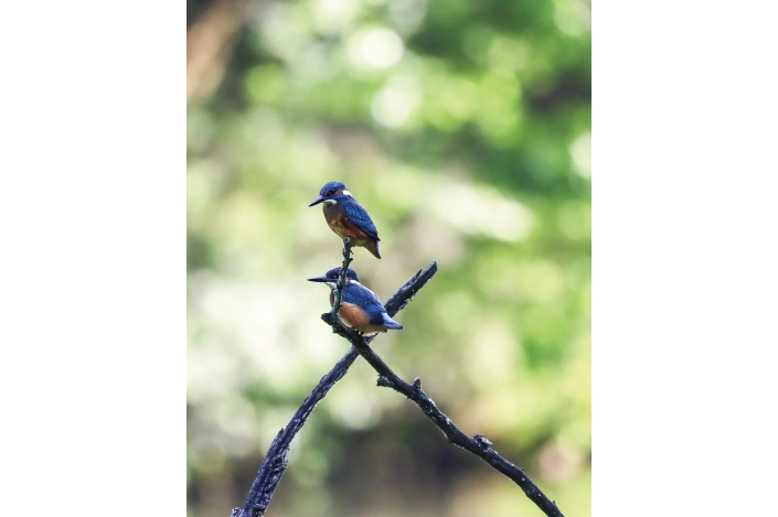 2 Martin-pêcheurs