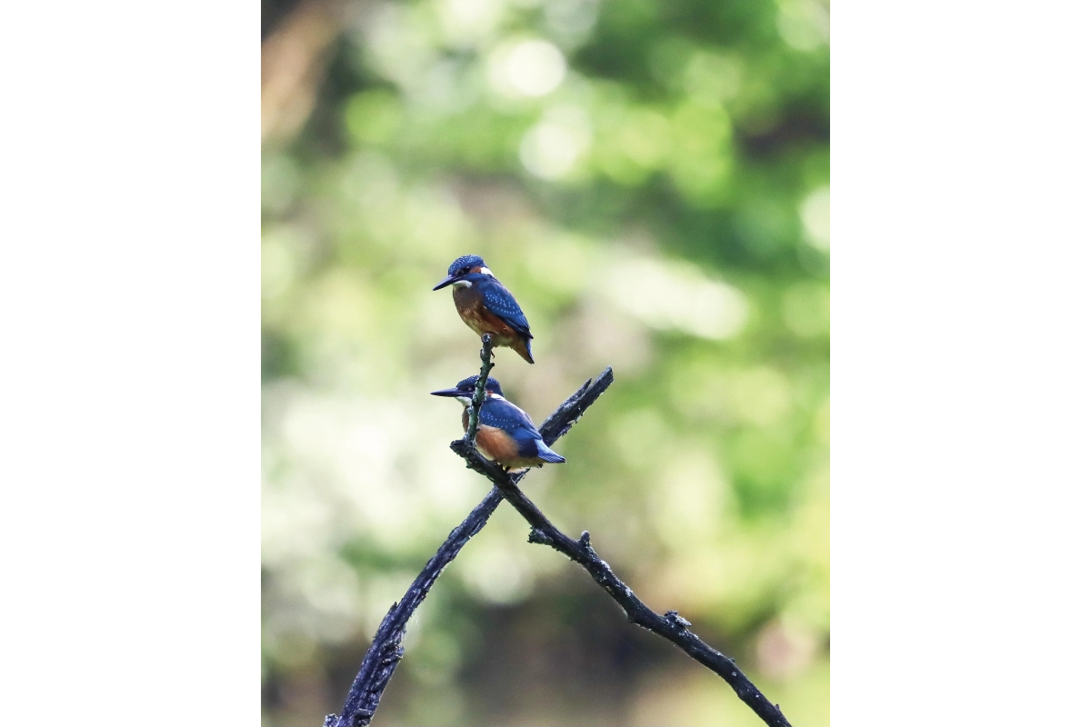 2 Martin-pêcheurs