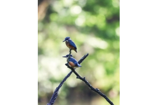 2 Martin-pêcheurs