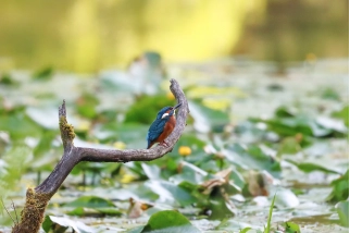 Eisvögel