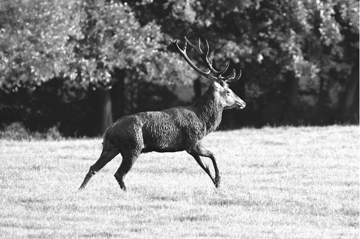 Tableau photo en noir et blanc d'un cerf