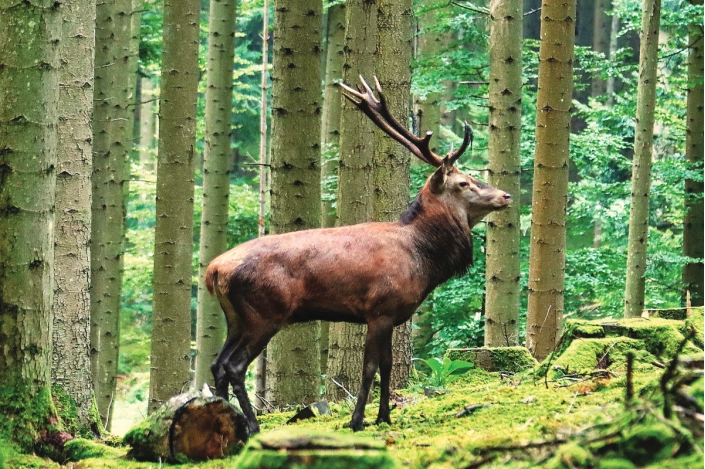 Fotografisches Gemälde – Majestätischer Hirsch in der freien Natur