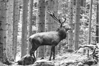 Schwarz-Weiß-Fotografie eines Hirsches