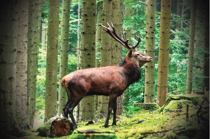 Photographique d’un cerf avec effet vignettage