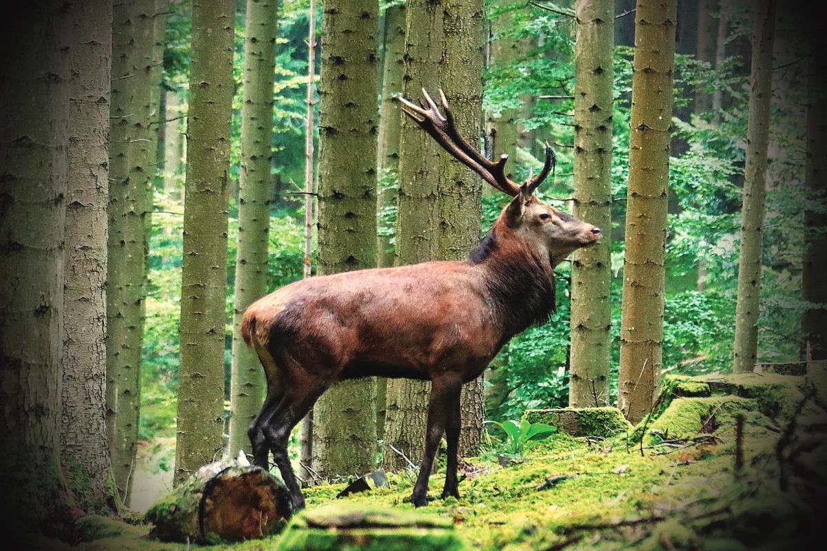 Fotografie eines Hirsches mit Vignettierungseffekt