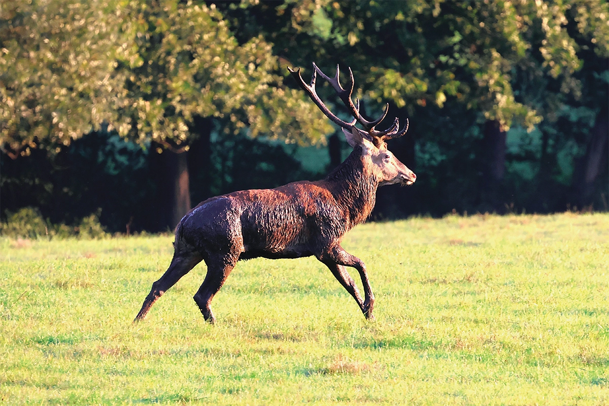 Fotografisches Gemälde – Majestätischer Hirsch in der freien Natur