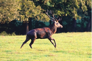 Fotografisches Gemälde – Majestätischer Hirsch in der freien Natur