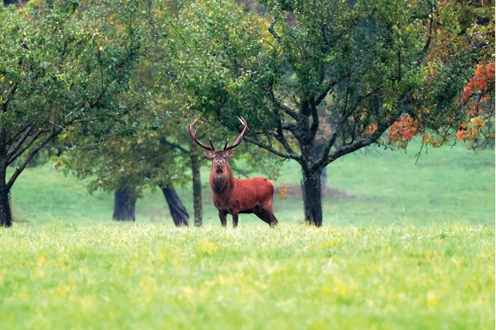 Tableau photo d'un cerf