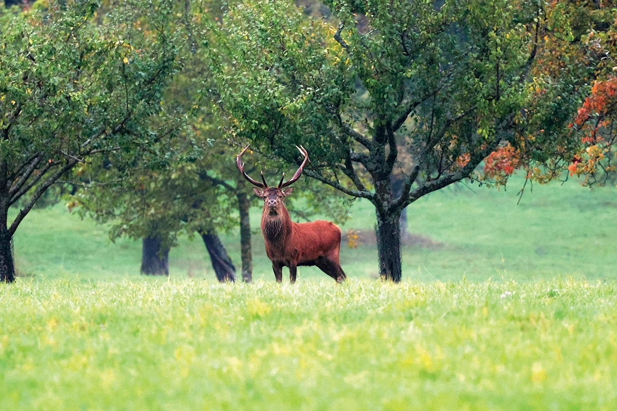 Fotografisches Gemälde – Majestätischer Hirsch in der freien Natur