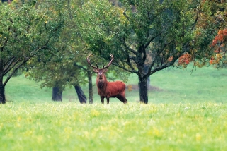 Fotografisches Gemälde – Majestätischer Hirsch in der freien Natur