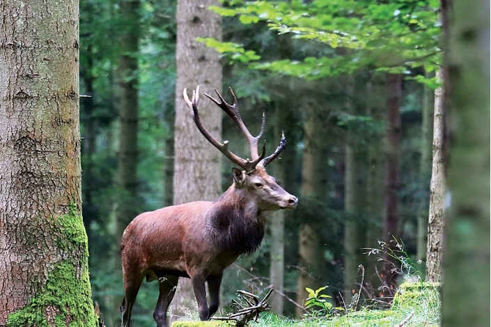 Tableau photo d'un cerf