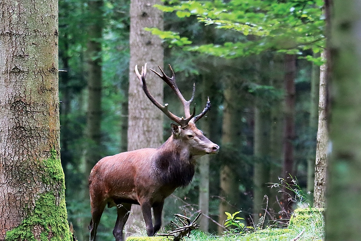 Fotografisches Gemälde – Majestätischer Hirsch in der freien Natur Fotografisches Gemälde – Majestätischer Hirsch in der freien Natur