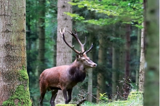 Tableau photo d'un cerf