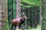 Fotografisches Gemälde – Majestätischer Hirsch in der freien Natur