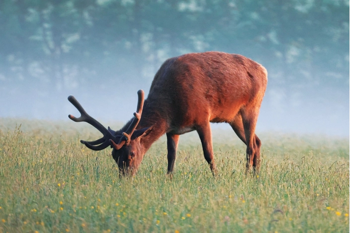 Fotografisches Gemälde – Majestätischer Hirsch in der freien Natur