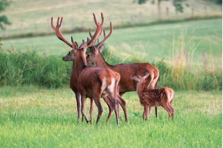 Jeunes cerfs