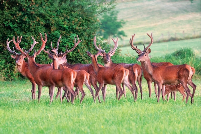 Photo d'une Harde de cerfs - Tableau