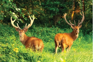 2 cerfs dans les hautes herbes humide