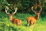 2 cerfs dans les hautes herbes humide