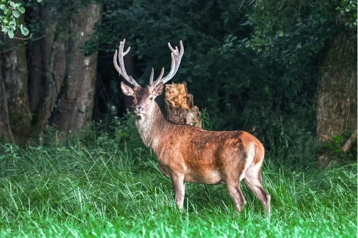 Hirsch am Waldrand