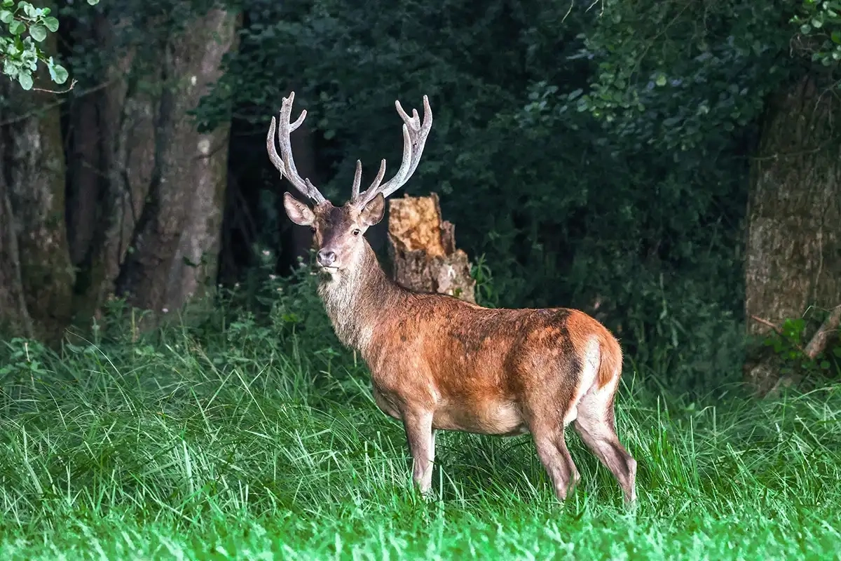 Hirsch am Waldrand
