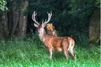 Cerf en lisière de forêt