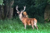 Hirsch am Waldrand