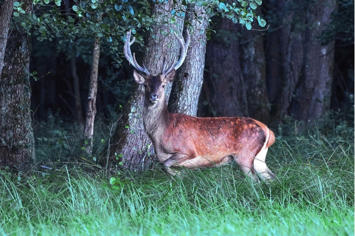 Hirsch am Waldrand des Waldes