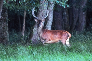 Hirsch am Waldrand des Waldes