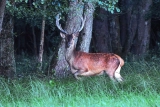 Hirsch am Waldrand des Waldes
