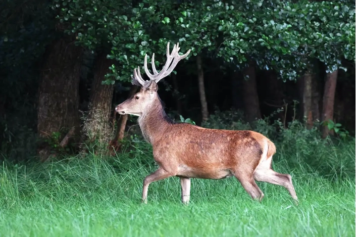 Hirsch in Bewegung am Waldrand