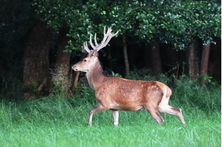 Hirsch in Bewegung am Waldrand