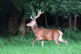 Cerf en mouvement à la lisière du bois