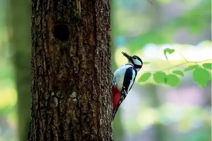 Oiseau - Pic épeiche sur un arbre