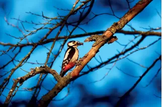 Oiseau - Pic épeiche sur une branche