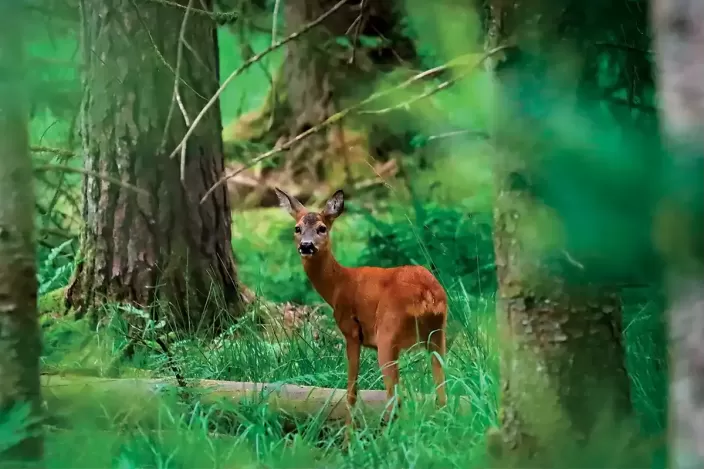 Chevreuil dans la forêt