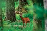 Chevreuil dans la forêt