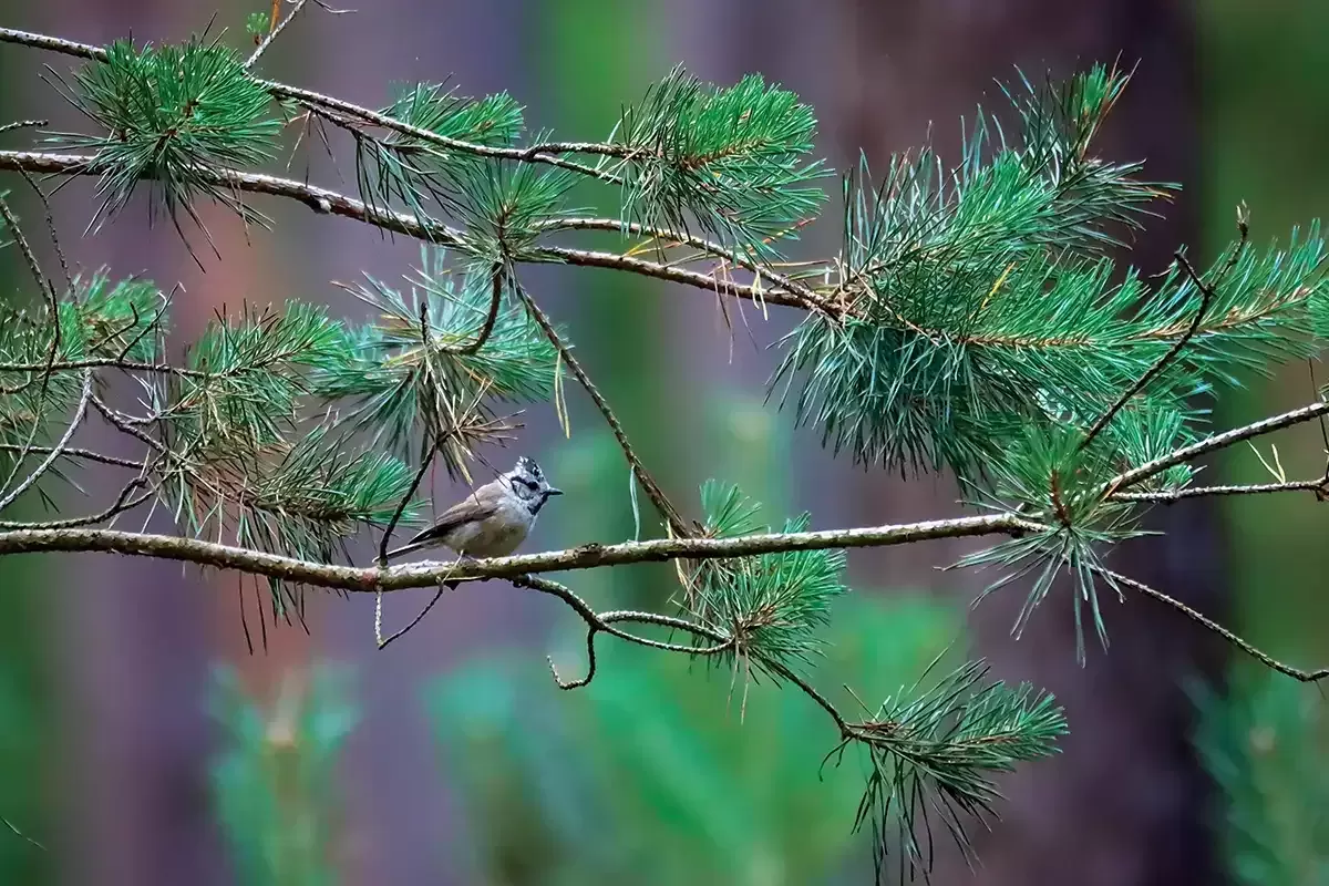 Mésange huppée sur une branche